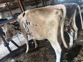 Witam sprzedam krowę rzeźna cena podana za kg waga ok 600kg