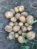 Sprzedam ziemniaki Colomba, najlepiej luzem ilość ok 5/6ton. Ziemniak z widocznym na zdjęciu parchem. Może być na obieranie lub jako ziemniak odpadowy