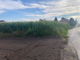 Sprzedam 21 ha kukurydzy do słodzenia na pniu na kiszonkę, wysokość min. 2,5m, od 1 do 4 kolb, cena 10 tys/ha, lokalizacja 28-500, zainteresowanych za