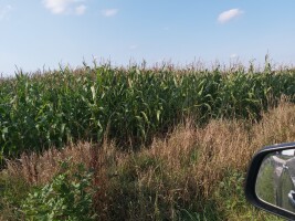 Sprzedam kukurydzę na pniu o łącznej powierzchni 22,59 ha (8-działek). Cena za 1 ha. Tel. 6 0 6 5 5 0 4 8 9