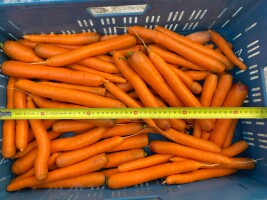 W sprzedaży marchew w kalibrze 2-4 cm lub 2-4,5 cm. Marchewka myta oraz szczotkowana, opakowanie worek szyty, big-big lub opakowanie kupującego. Dostę