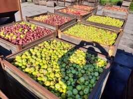 Kupię jabłko przemysłowe stare i przerywkę. Szybka płatność gotówką i przelew