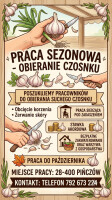 prace przy obieraniu suchego czosnku
