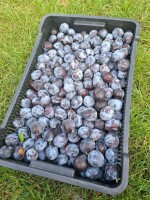 Sprzedam Węgierka Dąbrowicką, śliwka, śliwa