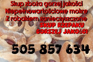 Kupie na gorzelnię gorzej jakości zboża rzepaku paszowe z robakiem zanieczyszczone z zapachem wilgotne porażone, na gorzelnie pellet biogazownie. Równ