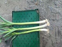 Mam do sprzedania pory odmiana bulginia i jolant na sztuki lub kilogramy kaliber 2.5 cm +
