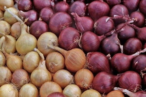 Rynek eksportowy naszych europejskich cebul premium z Uzbekistanu w Europie
