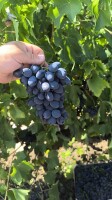 Sprzedam ilości paletowe winogrono ciemne pochodzenie Mołdawia. 🇲🇩  Odmiana Moldova. 
Klasa 1 towar. Opakowanie skrzynka 9 kg Netto. Towar świeży, w