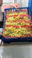 Sprzedam winogrono 🇹🇷  kraj pochodzenia Turcja.  Winogrono typu Kishmish. 
Klasa 1. Opakowanie skrzynka plastik masa Netto 9 kg.
Winogrono świeże .