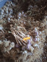 Sprzedam czosnek do sadzenia