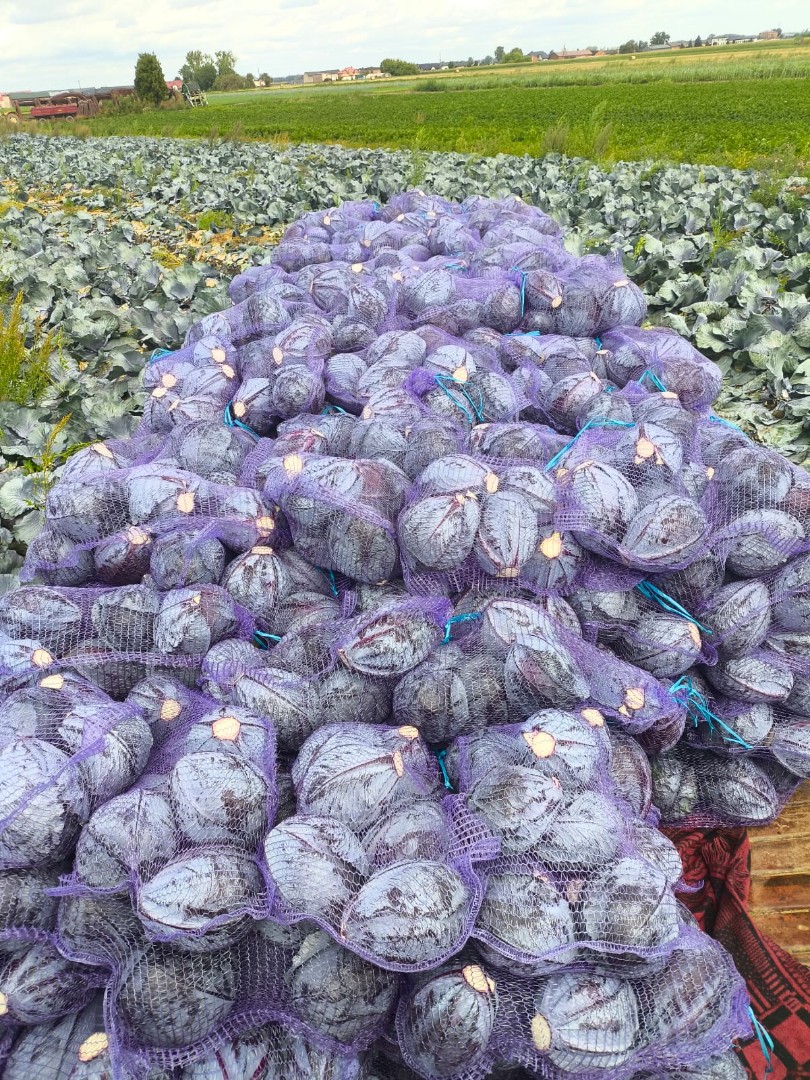 zdjecie-1