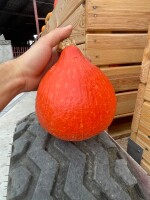 Witam, sprzedam dynię Hokaido dobrze wybarwiona cena do uzgodnienia przez telefon. Lokalizacja okolice Sandomierza 
Na ten moment około 8 ton gotowych