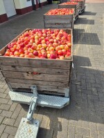 Gospodarstwo Sadownicze poszukuje osób chętnych do pracy przy pracach w sadzie jabłoniowym(cięcie letnie, zbiór owoców). Stawka godzinowa , możliwa um