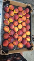 OFERUJEMY DO SPRZEDAŻY BRZOSKWINIE (poch. Hiszpania, Grecja); W OFERCIE TAKŻE INNE OWOCE I WARZYWA (morele, nektarynki, paraguayo, winogrona arbuzy, o