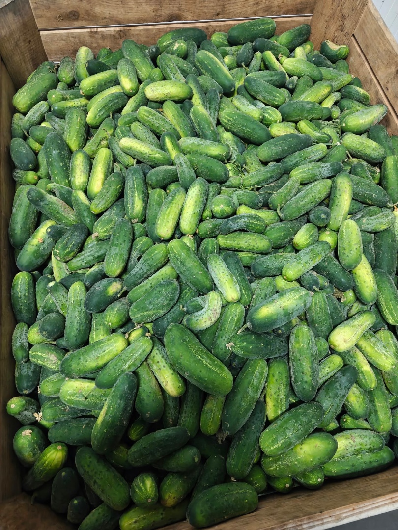zdjecie-1