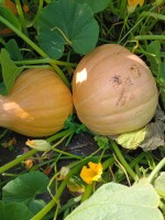 Sprzedam dynię odmiana Otylia,bardzo ładna,duża w przedziale 10-20kg.Posiadam około 50 ton.Sprzedaż od września.