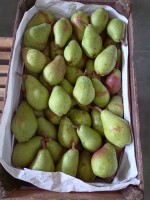 Sprzedam Klapsę . Gruszka bez miodówki, bez gradu z uszkodzeniami po mrozowymi. Ilość około 600 kg.