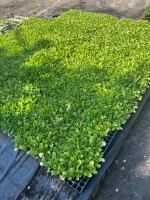 sprzedam nadwyżkę rozsady kapusty pekińskiej odmiana bilko sadzonka produkowana samemu nr tel.731002268