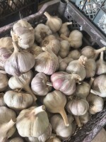 Sprzedam czosnek Harnaś zdrowy bez chorób . Czosnek  cięty na marketówke około 3 cm ogonek kalibry od 45mm do 60mm.  Duże ilości po wcześniejszym uzgo