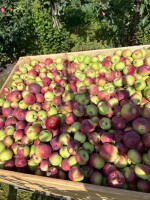 Sprzedam ładnego paulareta bez gradu rwany od 6 w górę za wagę w skrzyni 1.8