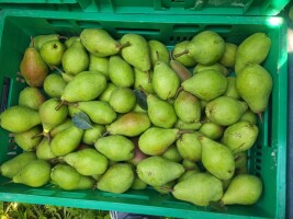 Sprzedam gruszki klapsa ok 2,8 tony rwana od 5,5+. Towar czysty, bez gradu. Towar z chlodni. W plastikach po około 10kg
501-396-995
