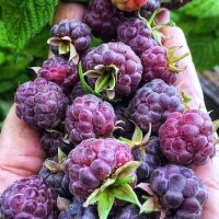 Kupię malinę purpurową goły korzeń