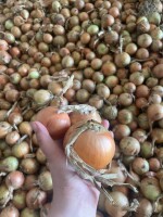 Cebula żółta z bieżącego zbioru !
