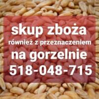 KUPIĘ ZBOŻE I RZEPAK GORSZEJ JAKOŚCI WILGOTNE PORAŻONE ZANIECZYSZCZONE NIEPELNOWARTOSCIOWE ZE ŚNIEDZIA WOŁKIEM ODBIÓR Z GOSPODARSTWA GOTÓWKA TEL 518-0