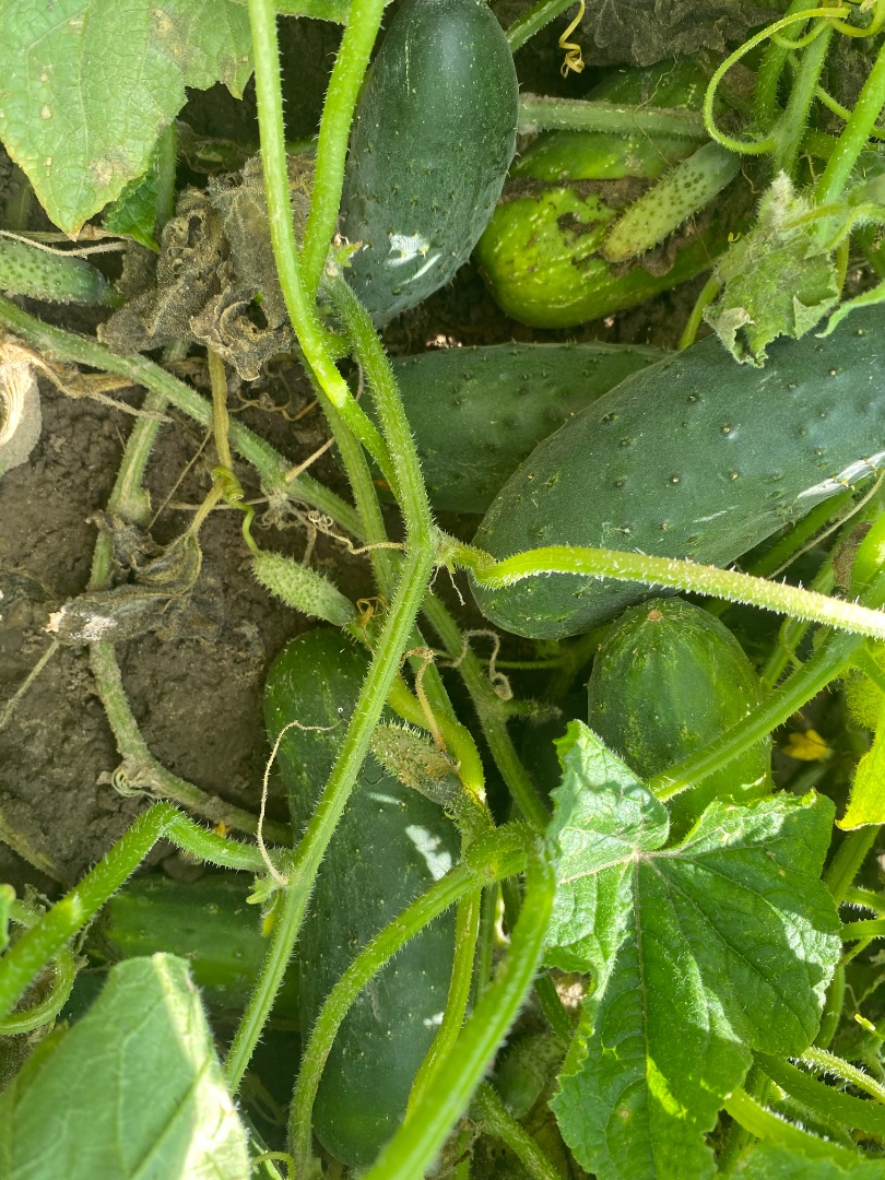 zdjecie-1