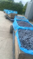 Prodám švestky na alkohol. Maďarské švestky jsou velmi sladké (20-25 brix). Dodávám do Čech a na Slovensko. Minimum 3 tuny, maximálně 23 tun najednou.