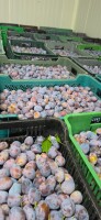 Sprzedam ilosci hurtowe sliwki węgierka wczesna bardzo ładna  zerwana z nalotem i śliwkę dąbrowicką .  Zapraszam do stałej współpracy.