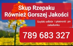 Kupię rzepak gorszej jakości zagrzany zapachem   robakami zanieczyszczony wilgotny szybka płatność  Odbiór cała Polska 
Kupimy również zboże gorszej j