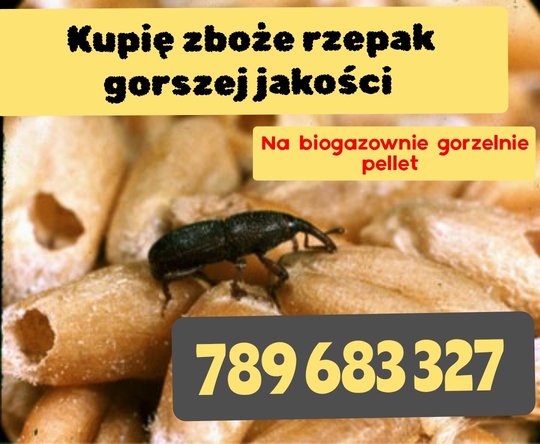 zdjecie-1