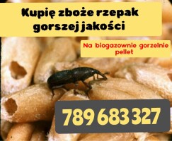 Kupię zboże gorszej jakosci niepełnowartościowe z zapachem,porażone.zanieczyszczone Szybki odbiór gotówka po załadunku Faktura  789 683 327 
Również