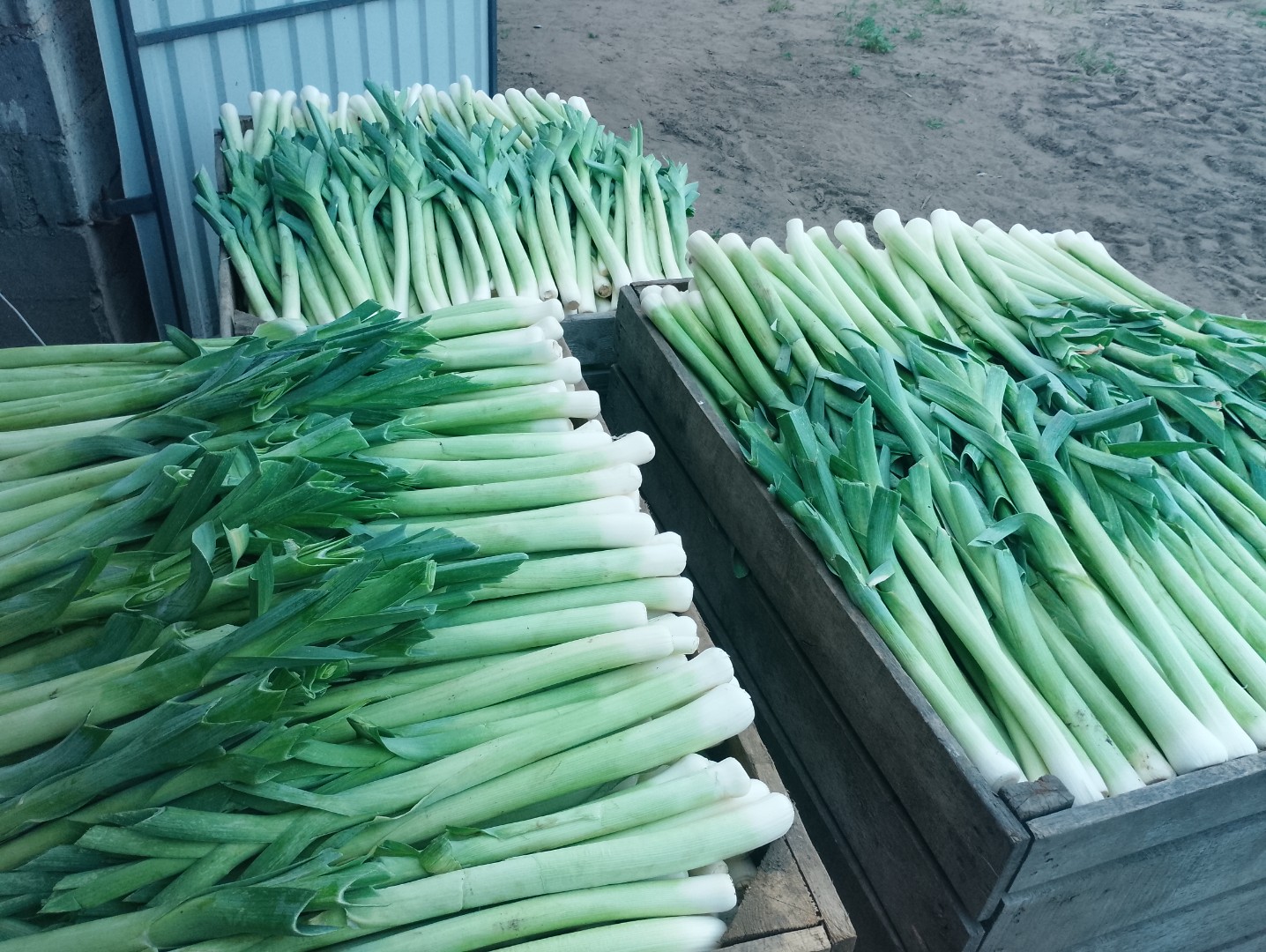 zdjecie-1