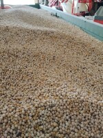 Sprzedam groch suchy czysty po kombajnie posiadam 30 ton szybki zaladunek tel 506781533
