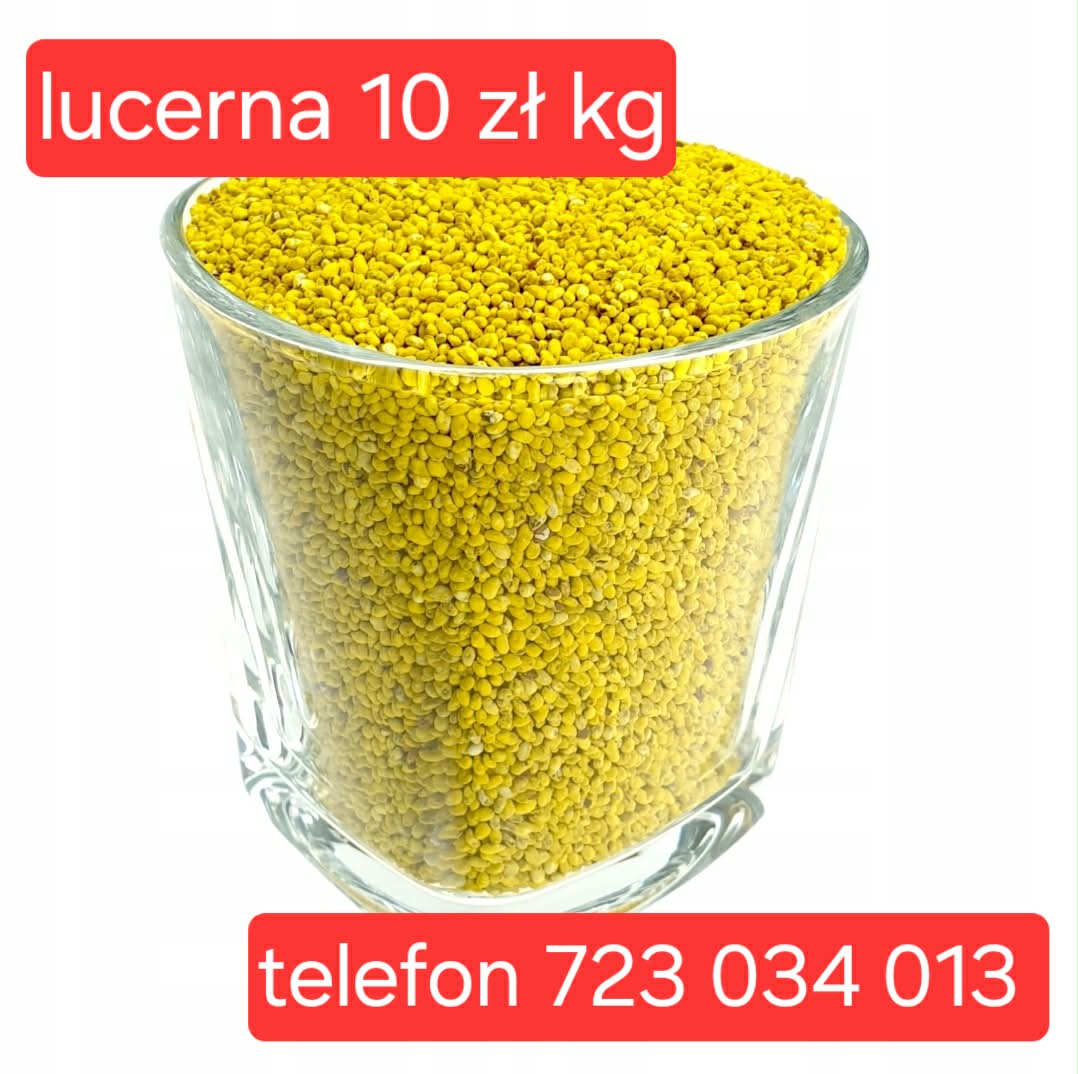 zdjecie-1