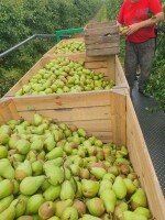 Sprzedam 10ton klapsy, zielona schłodzone bez miodowki tylko za wage
