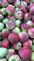 Sprzedam przepięknego Delikatesa  70 skrzy, cena 3 zł za wagę w skrzyni