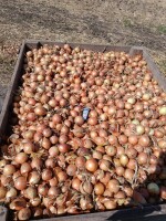 Cebula z siewu wiosennego kaliber do 5 odmiana bonus