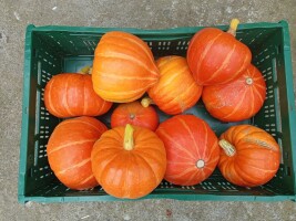 Sprzedam dynie hokkaido amoro na brudno lub myte, opakowanie do uzgodnienia  Duże ilości przy większej ilości cena do negocjacji