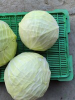 Sprzedam kapustę kaliber 3-7kg ilość około 15 ton