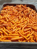 Sprzedam Marchew mytą paszową. Młodzieszyn koło Sochaczewa. cena 50 zł za skrzynie ok 450/500 kg. tel. 694 676 846