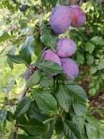 Sprzedma sliwki amers 35+