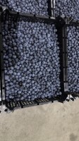 Sprzedam Borówkę Amerykańską  Odmiana ; LIBETY 
Kaliber 12 + 
Opakowanie skrzynka plastik 3 kg , 
Towar schłodzony +4 stopni 
Dostępne 2 - 3 tony 
Pol