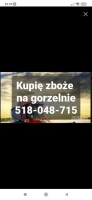 KUPIĘ ZBOŻE I RZEPAK GORSZEJ JAKOŚCI WILGOTNE PORAŻONE ZANIECZYSZCZONE NIEPELNOWARTOSCIOWE NA GORZELNIE PELLET ODBIÓR Z GOSPODARSTWA GOTÓWKA TEL 518-0