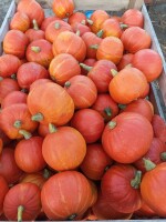Sprzedam dynie Hokkaido kaori kuri, flexi kuri 30 ton ładna bez wirusa kal 0,8-2,5 kg  cena i opakowanie do uzgodnienia