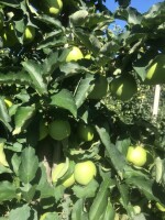 Sprzedam prosto z drzewa Mutsu. Zapraszam okolice Samborca, Sandomierza🍎