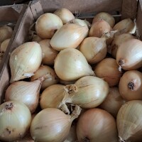 Gruba cebula
