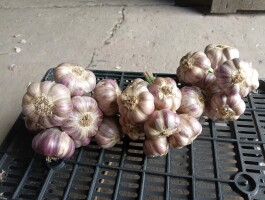 Sprzedam Czosnek harnaś wielkość od 4.5 do 6 cena od 0.40 zł